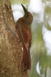 Northern-barred Woodcreeper Climbing Up a Tree