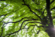 © Victor Moussa - Upward view of a chestnut tree in spring with fresh new green leafs