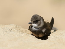 Swallows Sand Martin, Riparia Riparia