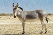Somali wild donkey (Equus africanus) is the forefather of all domestic asses. This species is extremely rare both in nature and in captivity
 
