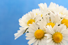 Daisies With A Blue Background.
Close Up Image Of Daisies Placed To The Right Of A Blue Background.