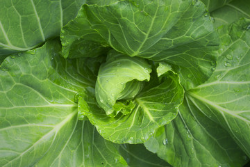 Wall Mural - close up of  fresh young cabbage in the vegetable garden