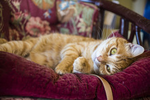 Orange Tabby Male Cat Playfully Lying On A Purple Mauve Antique Or Vintage Chair