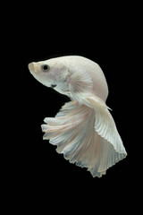 Canvas Print - white Fighting fish isolated on a black background.