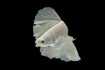 Canvas Print - white Fighting fish isolated on a black background.