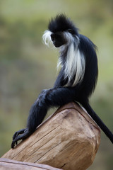 Poster - Angolan colobus (Colobus angolensis).