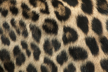 Poster - Persian leopard (Panthera pardus saxicolor). Fur texture.