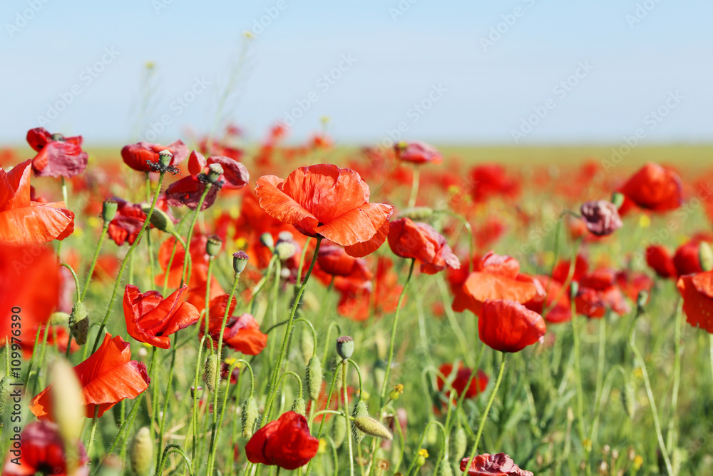 Red poppy flowers field, close up - obrazy, fototapety, plakaty 
