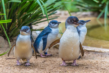 Penguin In Zoo