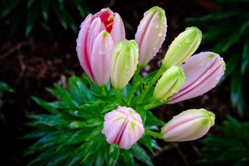 Lilies flower blooming in the garden