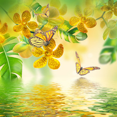 Fototapete - Floral background of tropical orchids