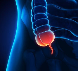 Appendix Pain Illustration