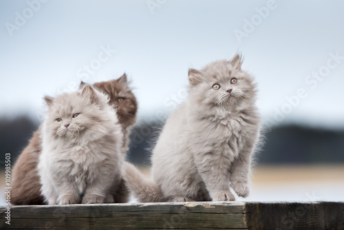British Longhair Kittens Outdoors Buy This Stock Photo And