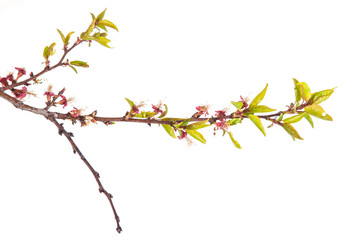 apricot tree branch with young leaves. isolated on white backgro