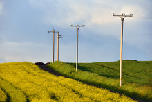 High Voltage Electricity Poles Between Wheat And Canola Fields