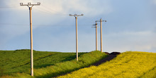 Electricity Poles In An Agricultural Field