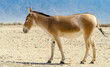 
The onager (Equus hemionus) is a brown Asian wild donkey inhabiting Israeli nature reserve park near Eilat
