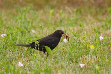 Blackbird Eating Worms
