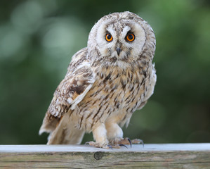 Portrait of an Eagle Owl