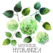 Watercolor Hydrangea Set 