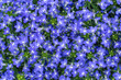 blue lobelia flowers
