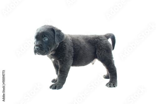 Baby Cane Corso Stock Photo Adobe Stock