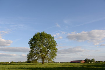 Canvas Print - Eiche im Frühling