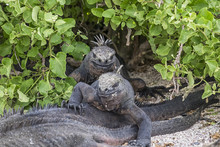 Galapagos Islands Land Iguanas