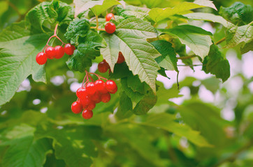 Wall Mural - Bunches of red berries on Guelder rose