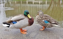 A Mallard Duck Couple