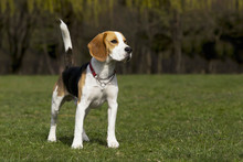 Dog Breed Beagle