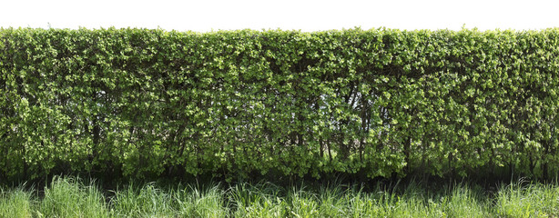 Wall Mural - prickly hawthorn fence fragment