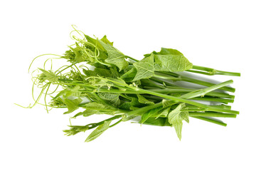 chayote leaves and stem on white background