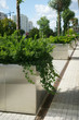 Taxus, Hedera, Prunus Umbraculifera in the city