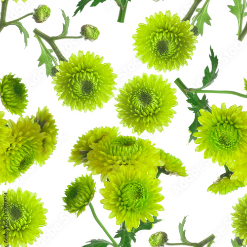 seamless  original rare green chrysanthemum repeating seamless p