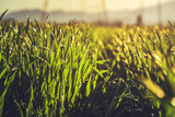 Fototapeta Konie - Low angle closeup in a young green rye field in the morning warm sunlight. Shallow depth of field.
