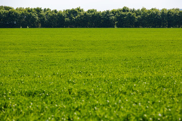 Fresh green grass on sunny field, blue sky with light white clouds