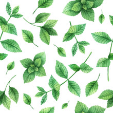 Watercolor Vector Seamless Pattern Hand Drawn Herb Mint .