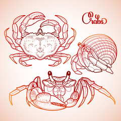 Wall Mural - Graphic vector crab collection