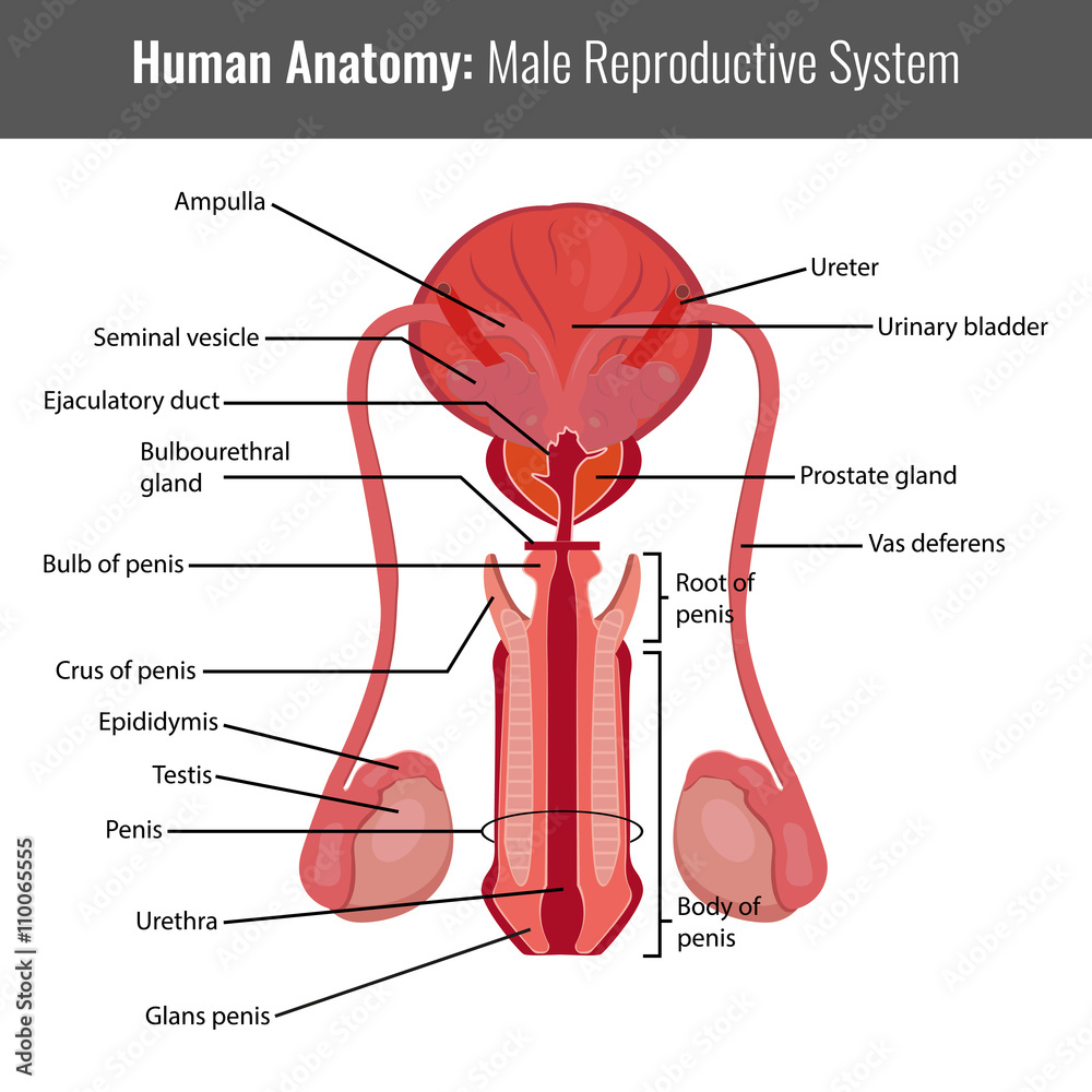 Anatomy reproductive system