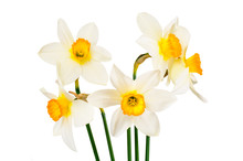 Beautiful Spring Flowers Narcissus On White Background 