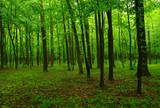 Fototapeta Las - beautiful green forest