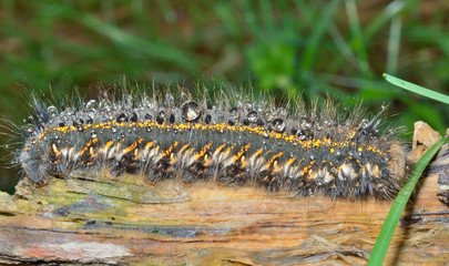 Wall Mural - Haired caterpillar 2