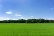 © hungry_herbivore - Green field and a blue sky