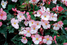 A Mass Of Pink Begonia Flowers At Butchart Gardens