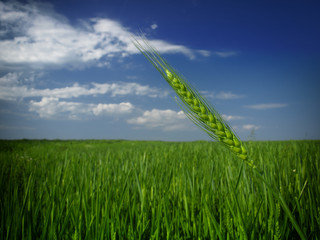 Poster - wheat closeup