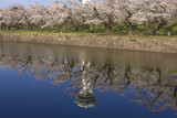 Fototapeta Sawanna - お堀沿いに咲き誇る満開の桜と五稜郭タワー