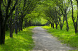 beautiful spring alley in the park