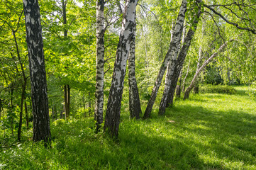 Birch trees