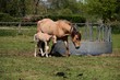 the mare and his foal
